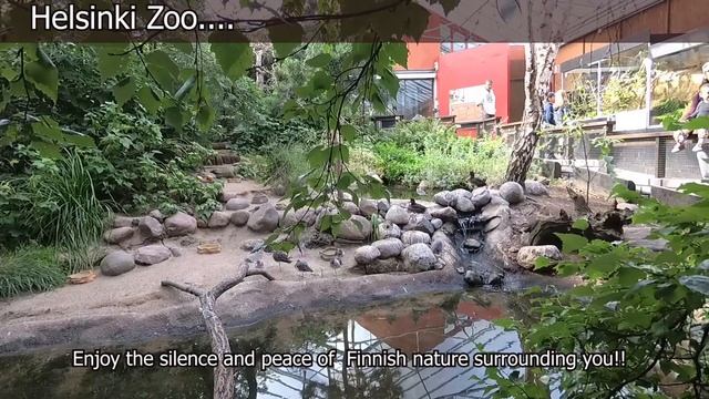 A Day in Helsinki Zoo | Korkeasaari | Helsingin Eläintarha | Finland смотреть онлайн