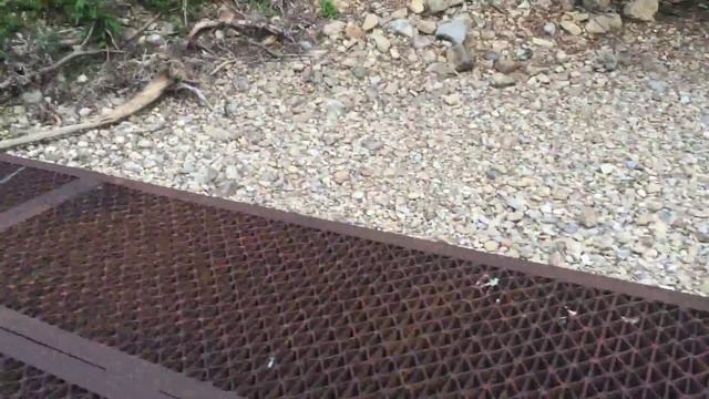 Семья обезьян