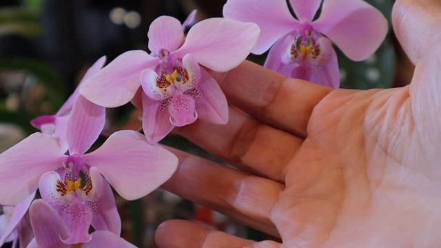 Η πιο όμορφη ορχιδέα της συλλογής μου. Phalaenopsis schilleriana смотреть онлайн