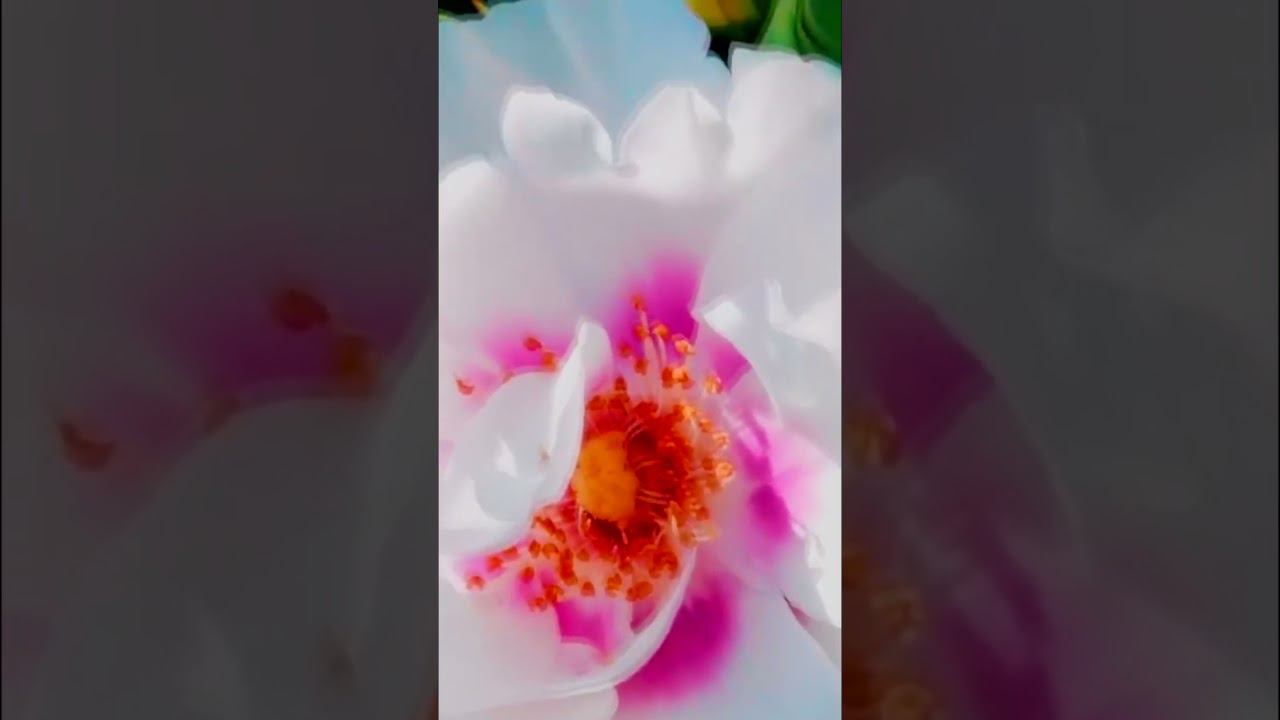 Роза Айс фо Ю Rose Eyes for You смотреть онлайн