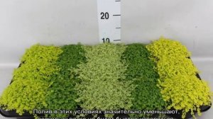Солейролия — уход в домашних условиях