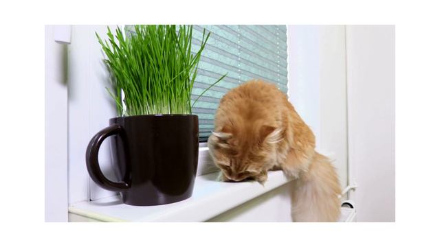 Трава для кошек семена смотреть онлайн