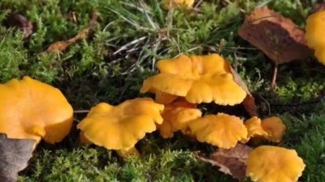 Осенние грибы как отличить от ядовитых? смотреть онлайн