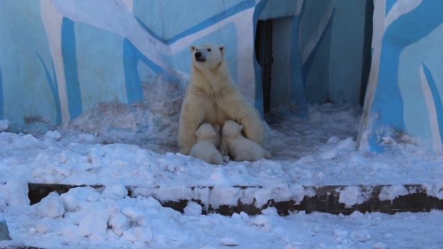 Слышно как тарахтят малыши при кормлении. смотреть онлайн