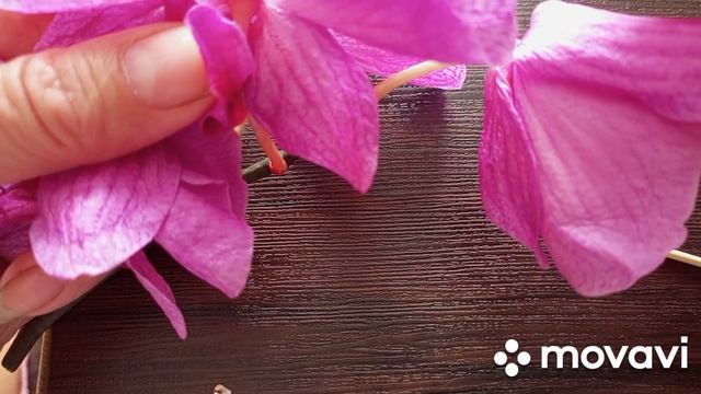 КАК ОПЫЛИТЬ ОРХИДЕЮ и НАРАСТИТЬ КОРОБОЧКУ с СЕМЕНАМИ!!! смотреть онлайн