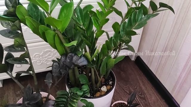 ЗАМИОКУЛЬКАС Любит ЭТИ 10 ВЕЩЕЙ! Жалею, что раньше об этом не знала, и не выращивала именно так! смотреть онлайн