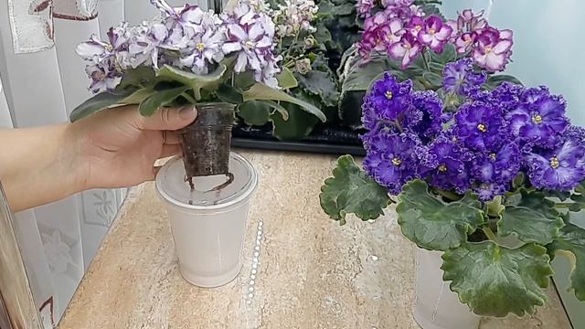 Фиалки! Исправляем ошибки! И фиалки будут цвести долго! смотреть онлайн