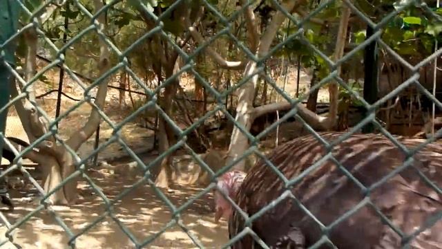 Турция Манавгат. Частный зоопарк C сельскими и дикими животными