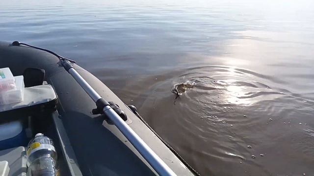 Рыболовные силы России! смотреть онлайн