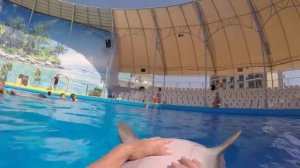 Можно ли поплавать с дельфинами всей семьей - семейное плавание? Дельфинарий НЕМО Витязево (#Анапа)