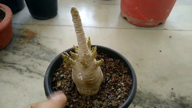 GERONIMO ADENIUM | Videshi Gardening | India | Hindi смотреть онлайн