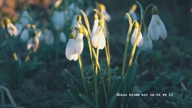 NIKON D3300 kit 18 55 VR II VIDEO TEST смотреть онлайн
