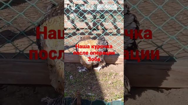 наша лапуличка после чистки зоба смотреть онлайн