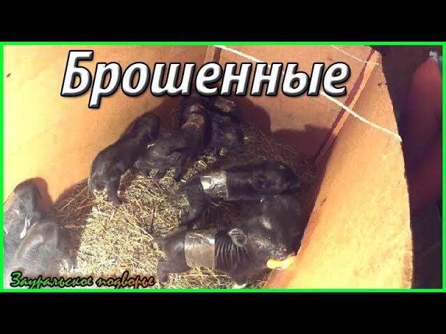 Свинья не кормит  поросят / Деревенская жизнь