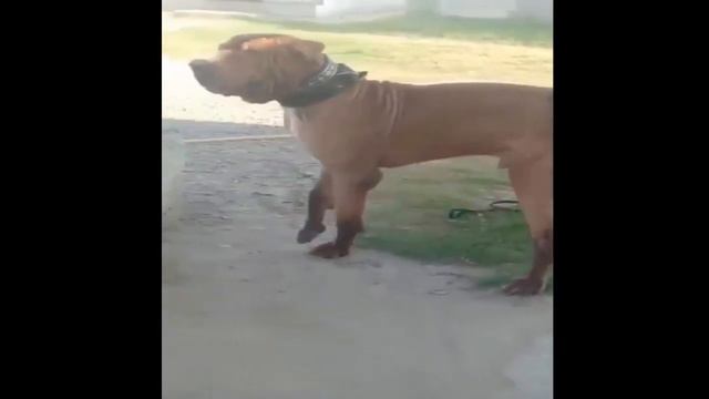 The Real Pakistani Mastiff Bully Kutta смотреть онлайн