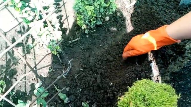 Мшанка, ирландский мох.Размножение делением дернины #мшанка #мох #ирландскиймох