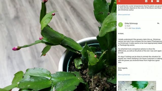 Hirt's Gardens Houseplant Unboxing + Review смотреть онлайн