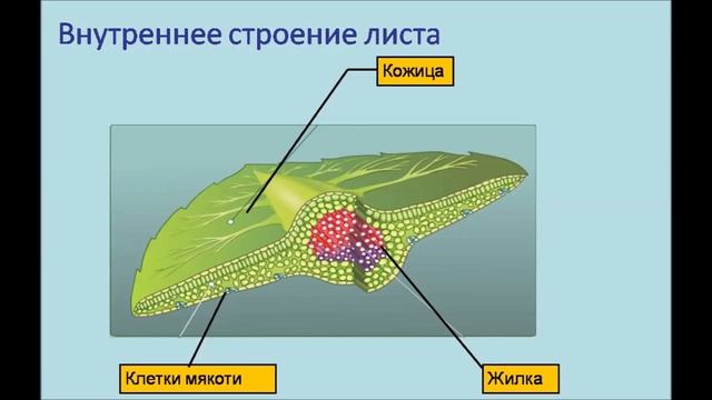 внутреннее строение листа смотреть онлайн