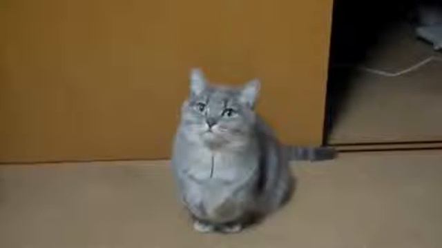 Постарайся не рассмеяться - Самые Смешные Коты 2017 #3 | Funny Cat Compilation 2017 [FUNNY TREND] смотреть онлайн
