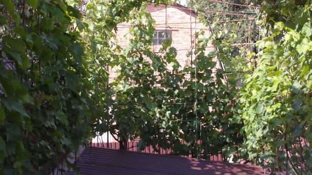 Виноград Карбонадо (Черный бриллиант), цветение, 16.06.2017 смотреть онлайн