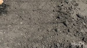 Посев шпината в открытый грунт. Как вырастить шпинат и как ухаживать. Когда можно сажать шпинат?