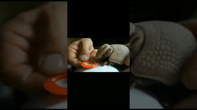 Newborn armadillo / Новорожденный броненосец смотреть онлайн