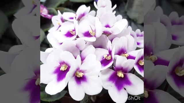 Фиалка Optimara my charm (Holtkamp). смотреть онлайн