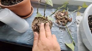 пересадка укорененных черенков лимона