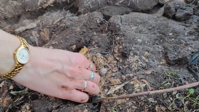 Снимаем плёнку с борщевика -- подводим итоги эксперимента смотреть онлайн