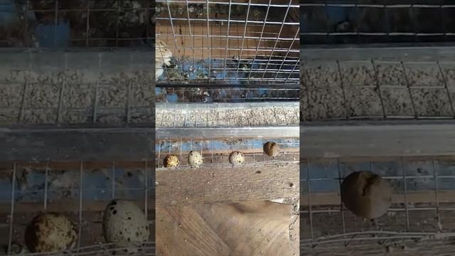 Коричневые и мягкие яйца у перепелов смотреть онлайн