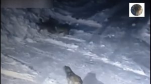 Нападения волков на собак. Часть 4 . 2022 год. Wolf attacks on dogs 2022 part 4