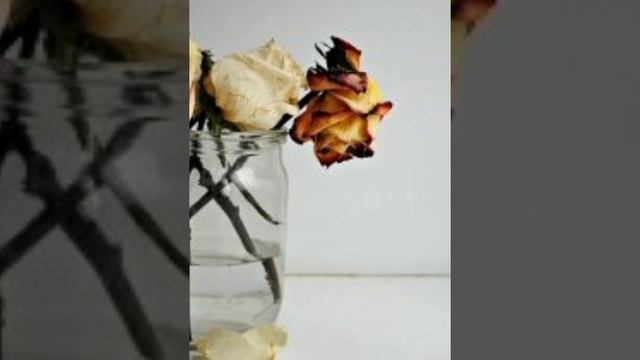 как появились деревья? почему еле всегда Зелёная? почему цветы вянут? почему листья желтеют? смотреть онлайн