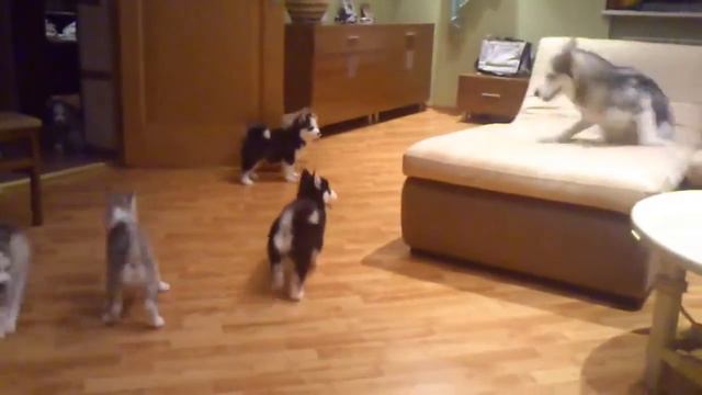 Любящая хаски Мама! смотреть онлайн