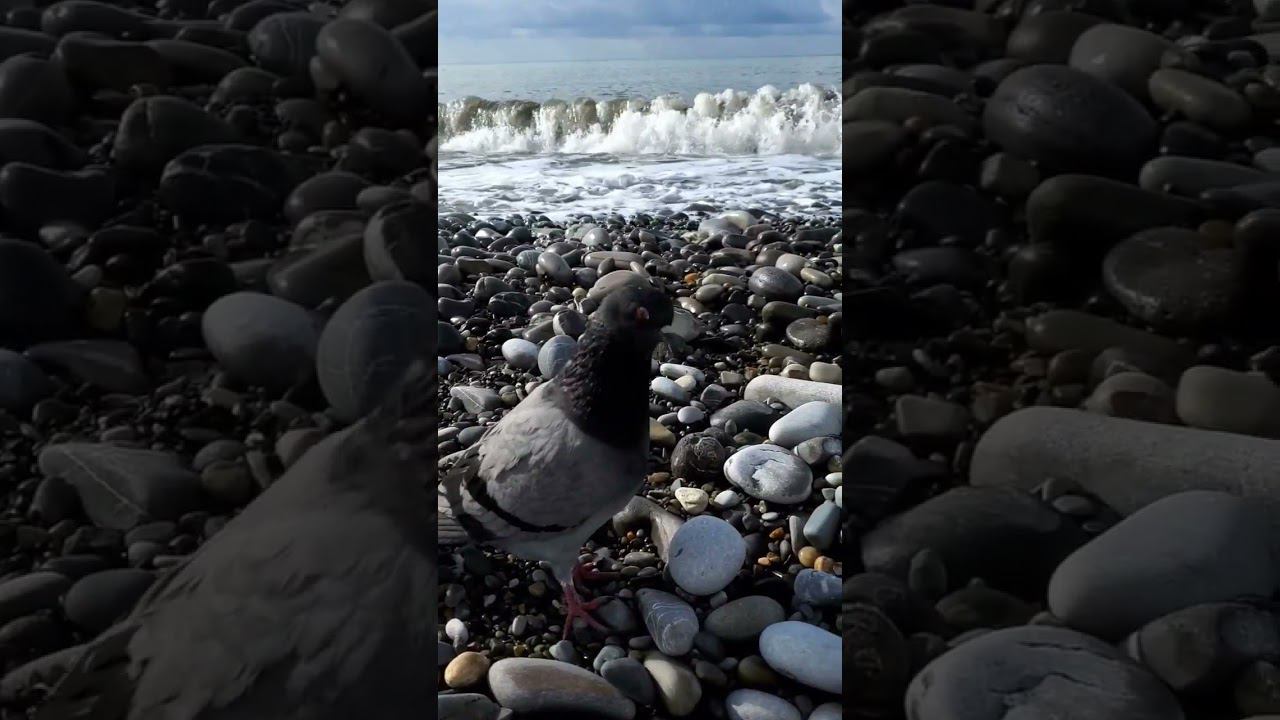 28.10.22 г. Погода Лазаревское #shorts #погодалазаревское #лазаревское2022 #отдыхвсочи #сочи смотреть онлайн