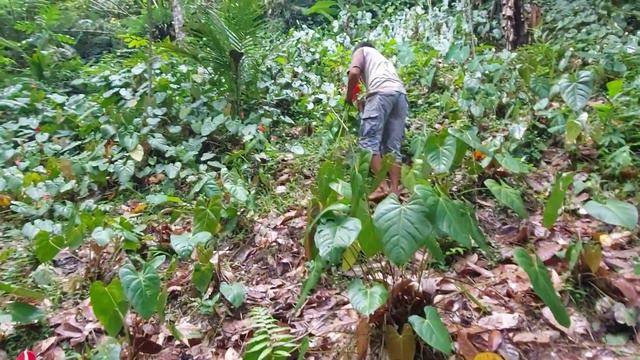 harvesting pink anthurium @apolong negros oriental смотреть онлайн