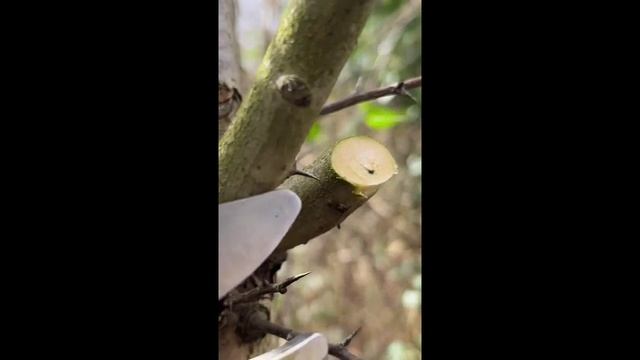 Обрезка деревьев. смотреть онлайн