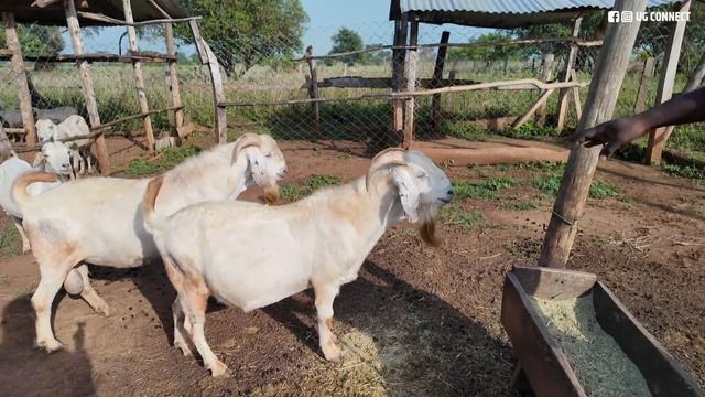 Things You Should Know Before Starting a Goat Farm - How To Start a Goat Farm In 2024 смотреть онлайн