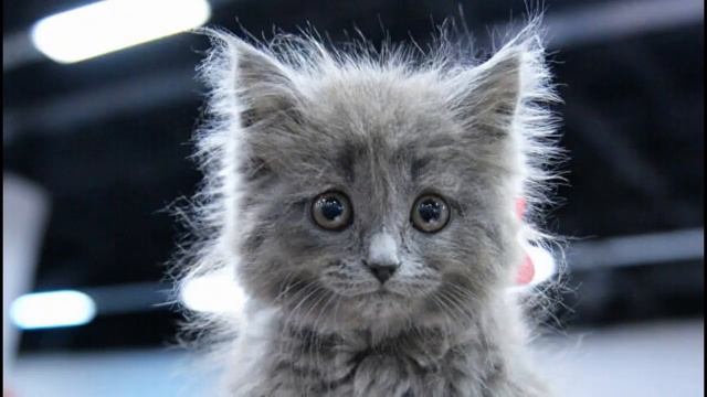 Реклама зоомагазину