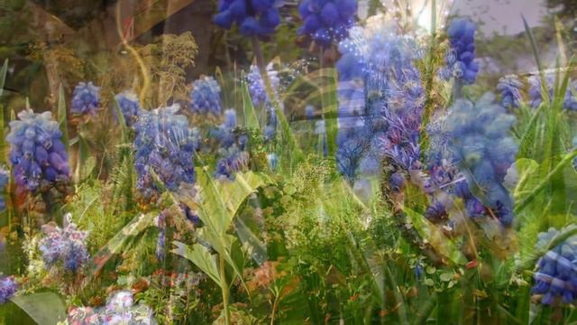 Экзотические цветы 1 смотреть онлайн