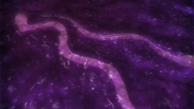 Zone Fantasy Ident Collection (1) смотреть онлайн