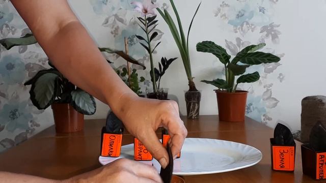 Черный замиокулькас часть 2 , результат укоренения. Black zamioculcas part 2, the result of rooting смотреть онлайн