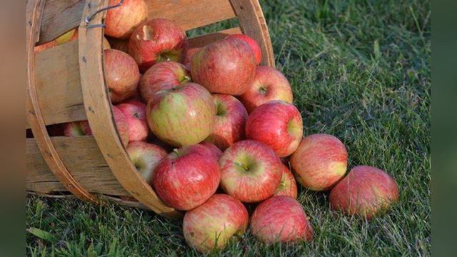 Яблоня Орлинка смотреть онлайн