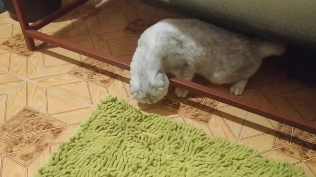 Кошка боится нового коврика в ванной смотреть онлайн
