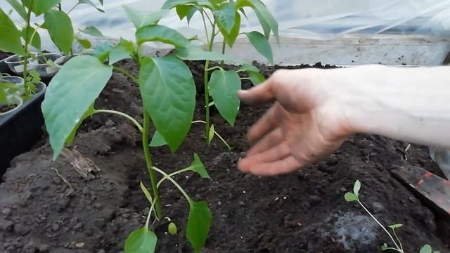ПОСАДКА ПЕРЦА в теплицу. Как сделать урожайные грядки. Удобрения ОРГАНИК МИКС. смотреть онлайн