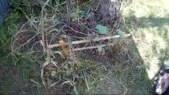 #черная #смородина Борьба с тлей и мучнистой росой смотреть онлайн