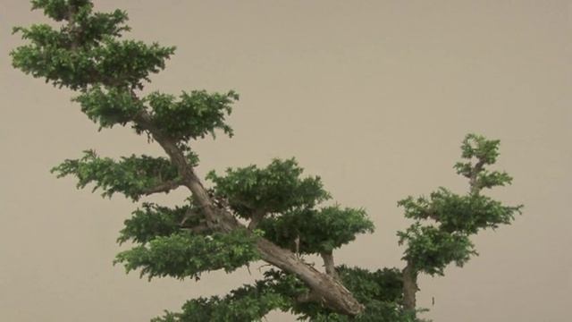 CRYPTOMERIA BONSAI