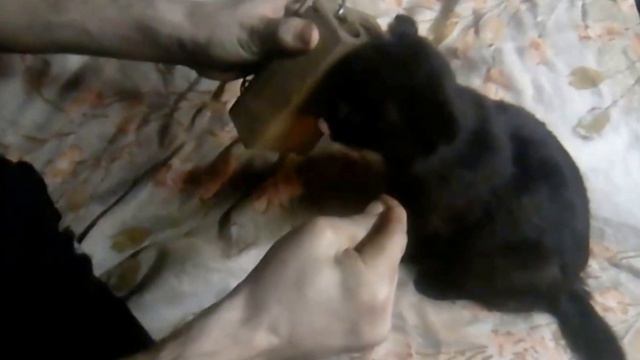 Кошка помогает зарядить мышеловку смотреть онлайн