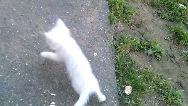 Забавные белые котята смотреть онлайн