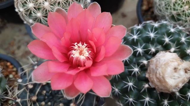 "Gymnocalycium baldianum" Bloom смотреть онлайн
