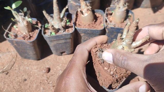 Arabicum Root Trained seedlings смотреть онлайн